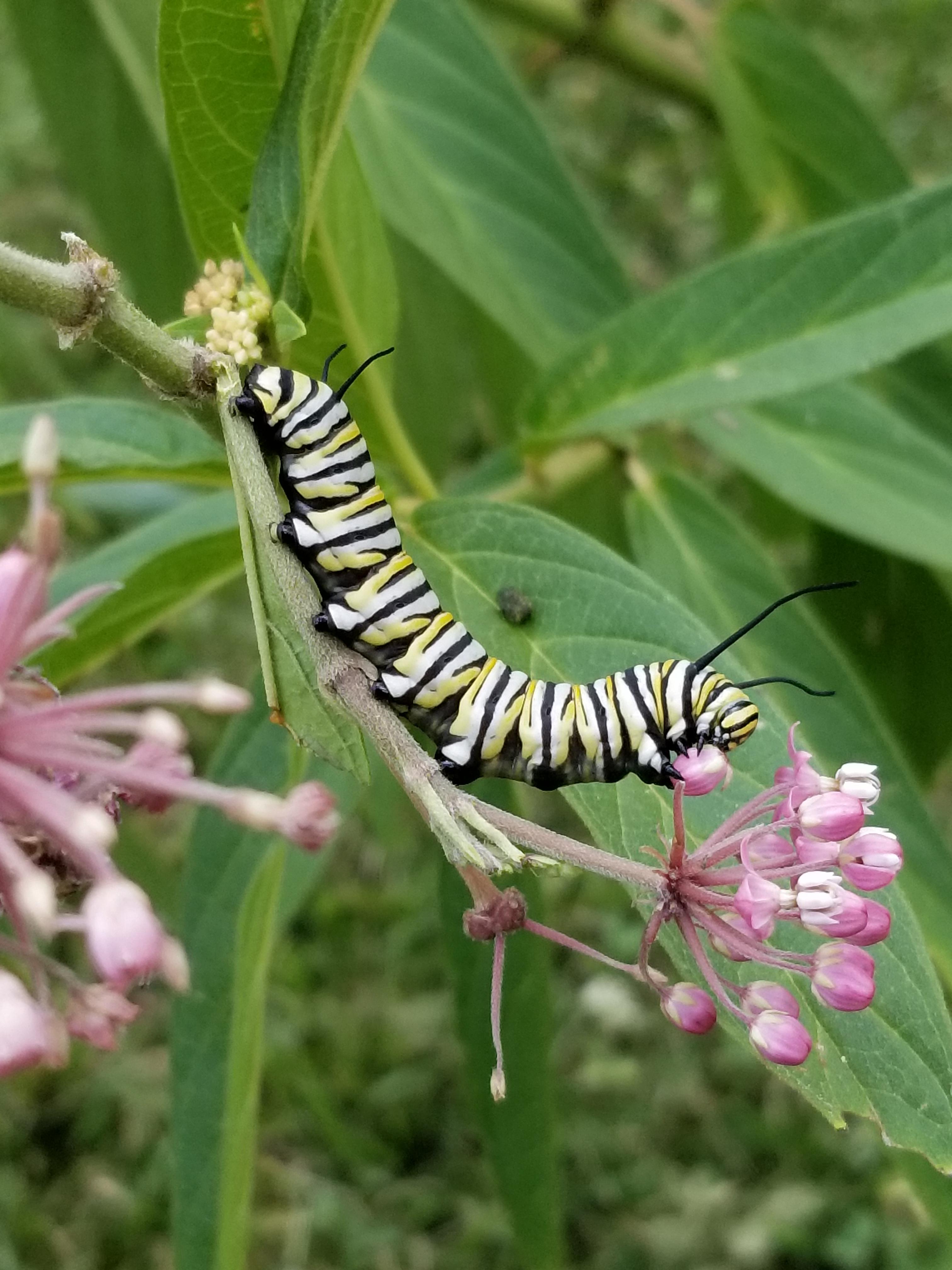 2024 Native Plant Sale MEEC   Monarch Donat 0 