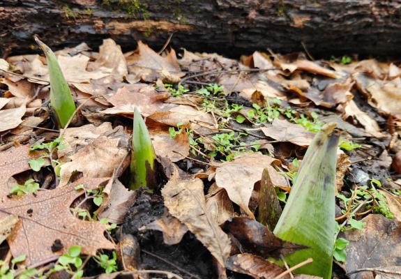 Skunk cabbage in the Marianist Nature Preserve at Mount Saint John