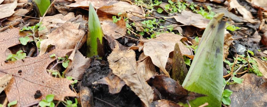 Skunk cabbage in the Marianist Nature Preserve at Mount Saint John