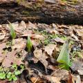 Skunk cabbage in the Marianist Nature Preserve at Mount Saint John